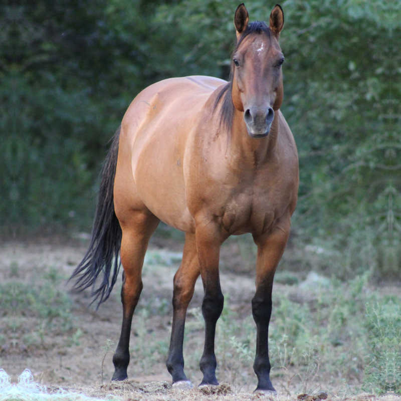 Zan Its Hickory